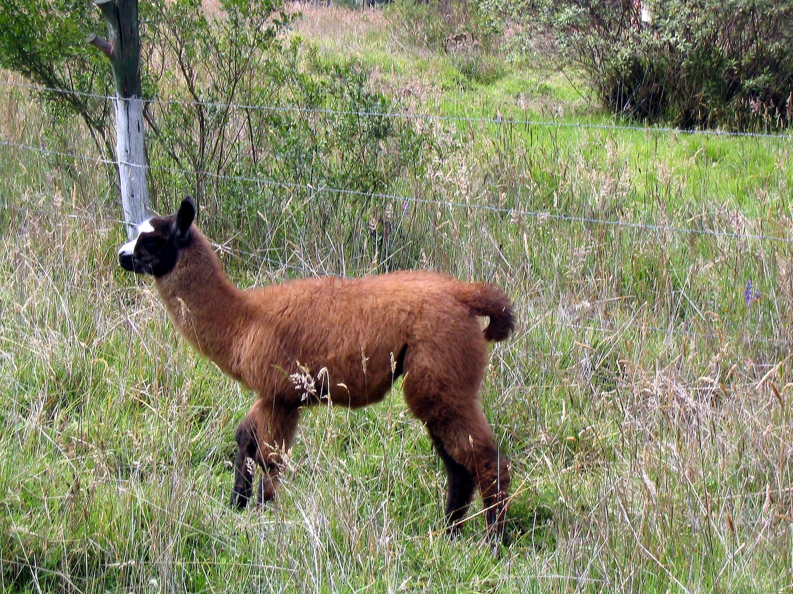  Baby vicuña, Quito 