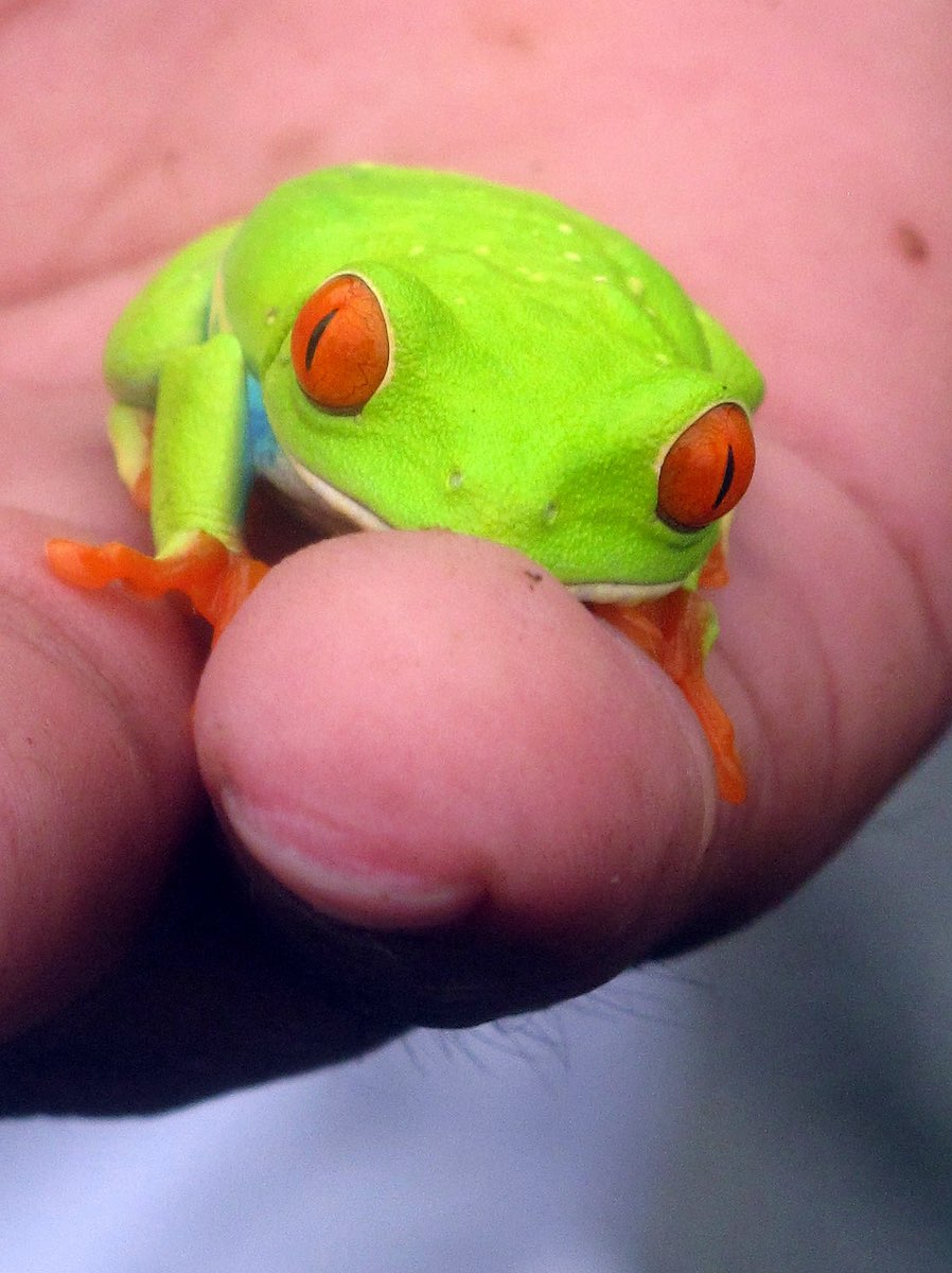  Frog, Mombacho Cloud Forest 